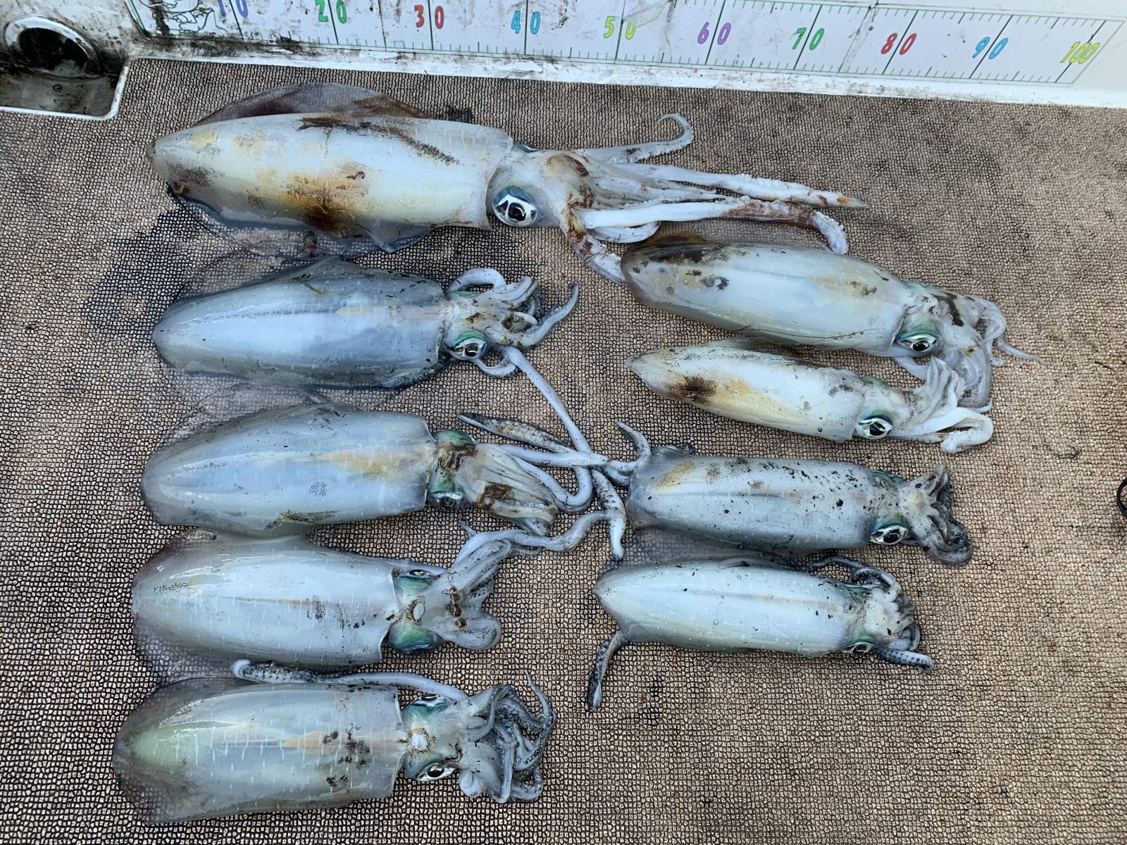 徳島遊漁船極鱗丸甲浦ティップランの12月の釣果(2025.12.31)