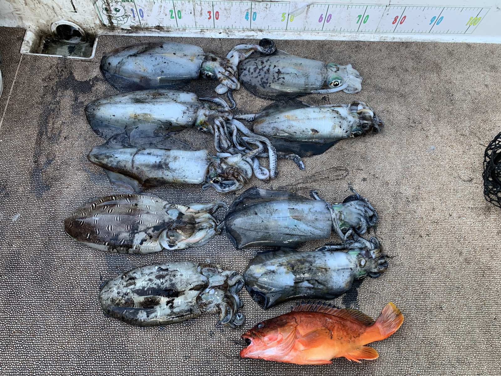 徳島遊漁船極鱗丸甲浦ティップランの1月の釣果(2026.01.03)