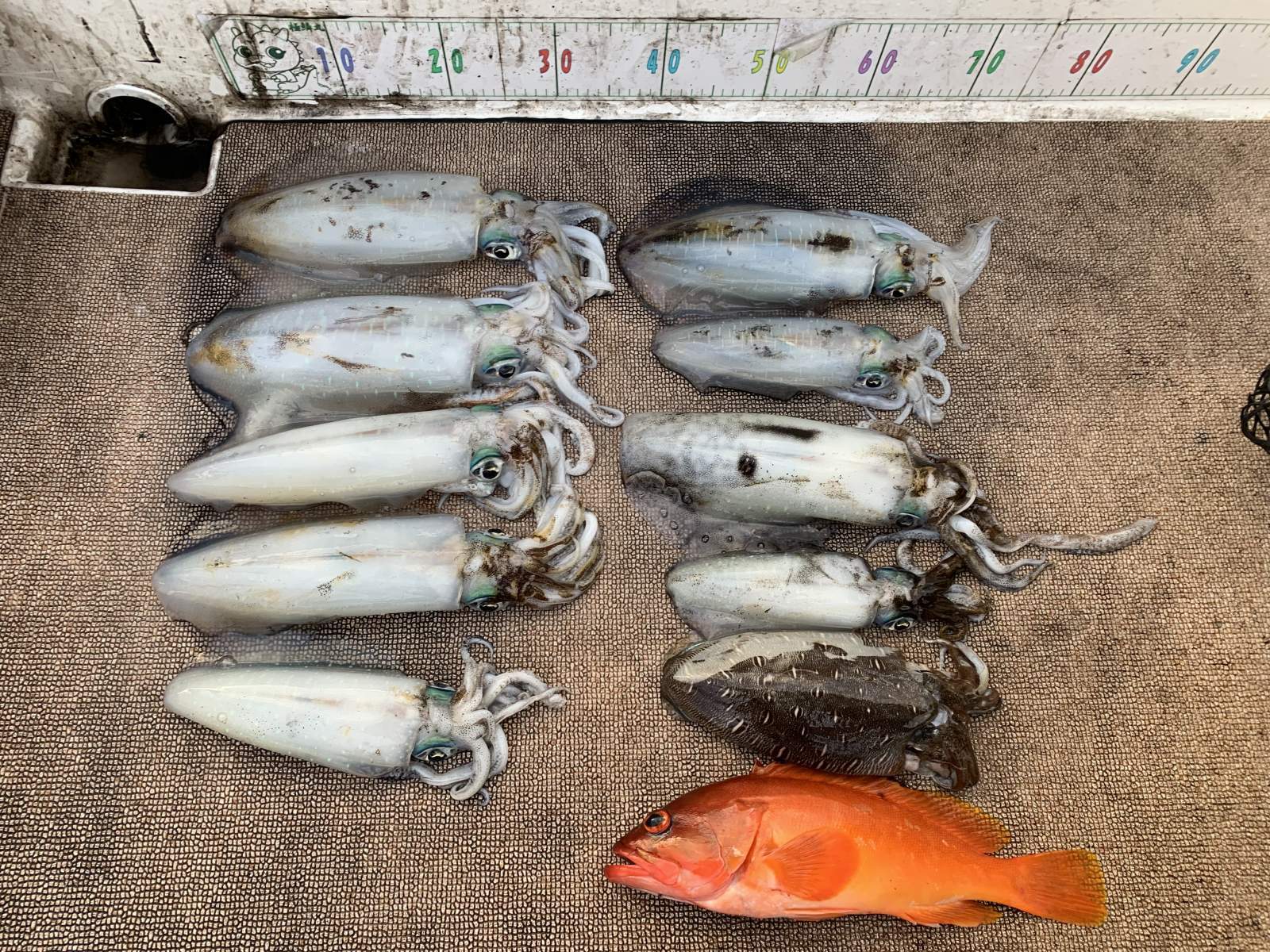 徳島遊漁船極鱗丸甲浦ティップランの1月の釣果(2026.01.04)