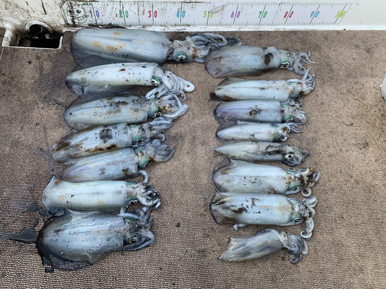 徳島遊漁船極鱗丸甲浦ティップランの1月の釣果(2026.01.06)