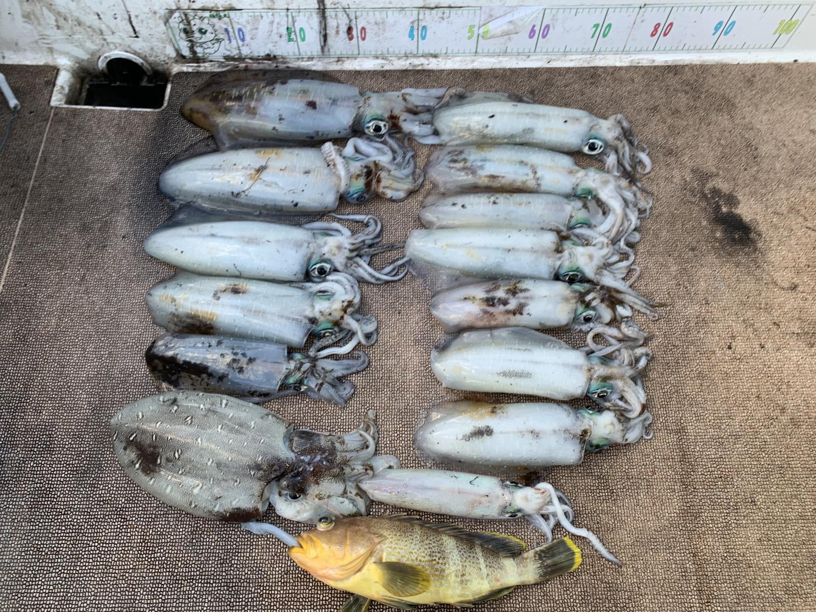 徳島遊漁船極鱗丸甲浦ティップランの1月の釣果(2026.01.08)