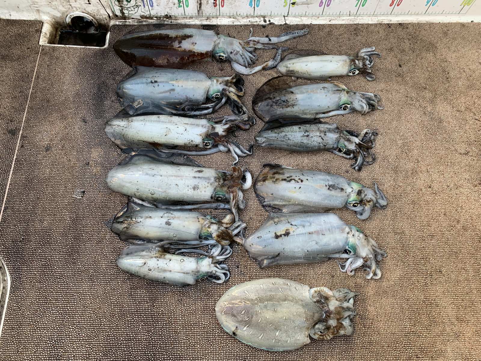 徳島遊漁船極鱗丸甲浦ティップランの1月の釣果(2026.01.09)