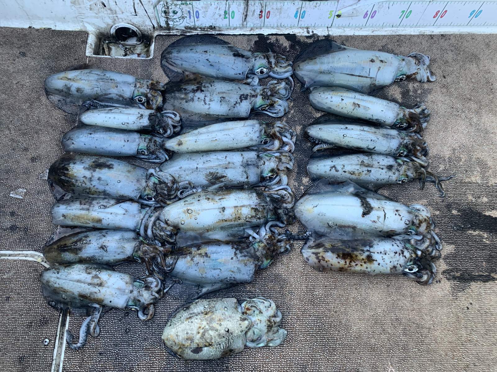 徳島遊漁船極鱗丸甲浦ティップランの1月の釣果(2026.01.12)