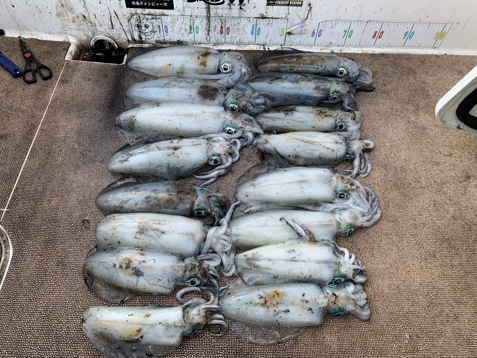 徳島遊漁船極鱗丸甲浦ティップランの1月の釣果(2026.01.15)