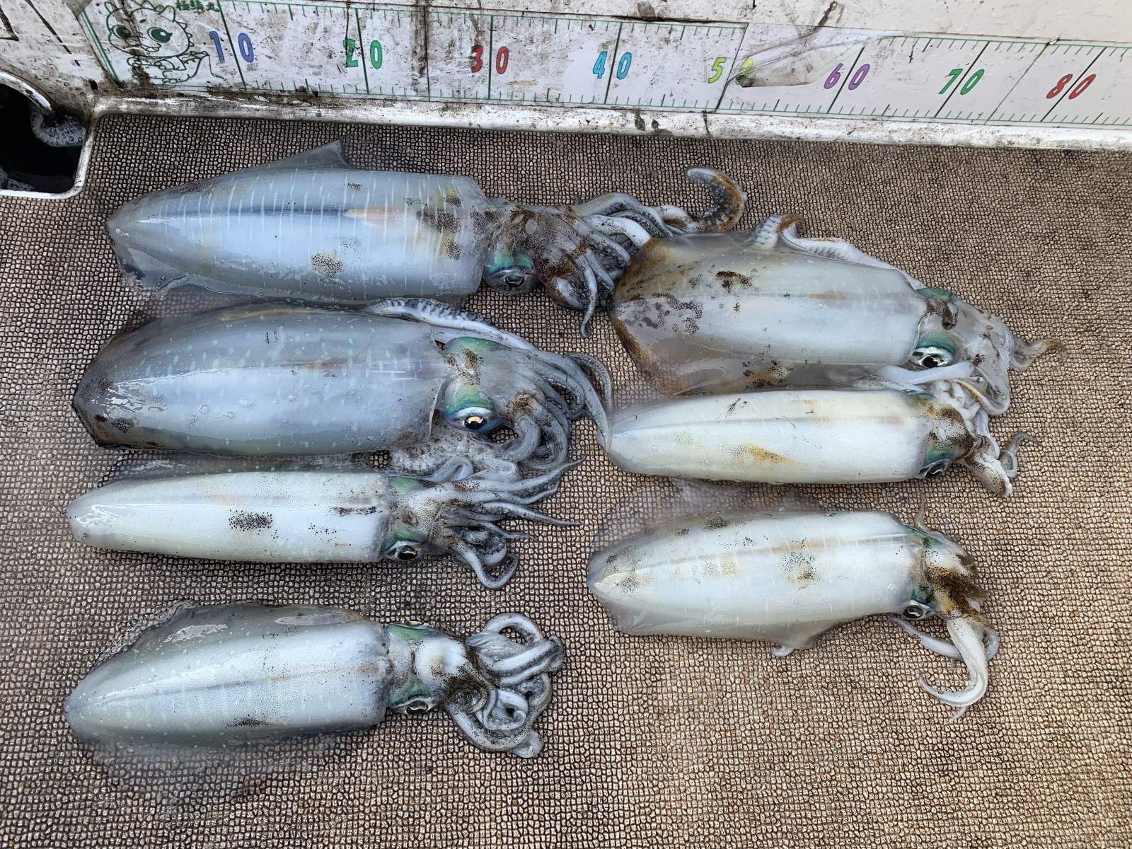 徳島遊漁船極鱗丸甲浦ティップランの1月の釣果(2026.01.16)