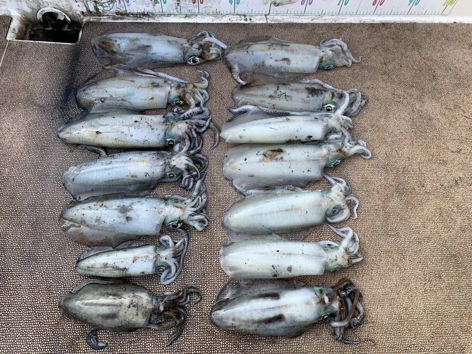 徳島遊漁船極鱗丸甲浦ティップランの1月の釣果(2026.01.17)