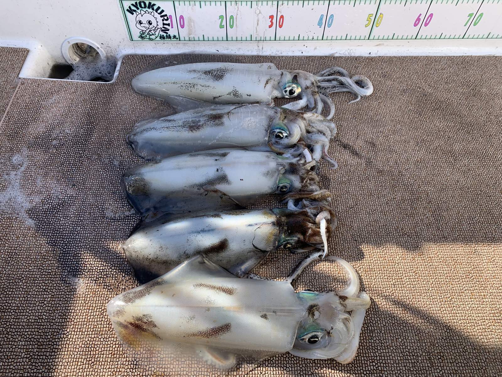 徳島遊漁船極鱗丸甲浦ティップランの2月の釣果(2026.02.18)