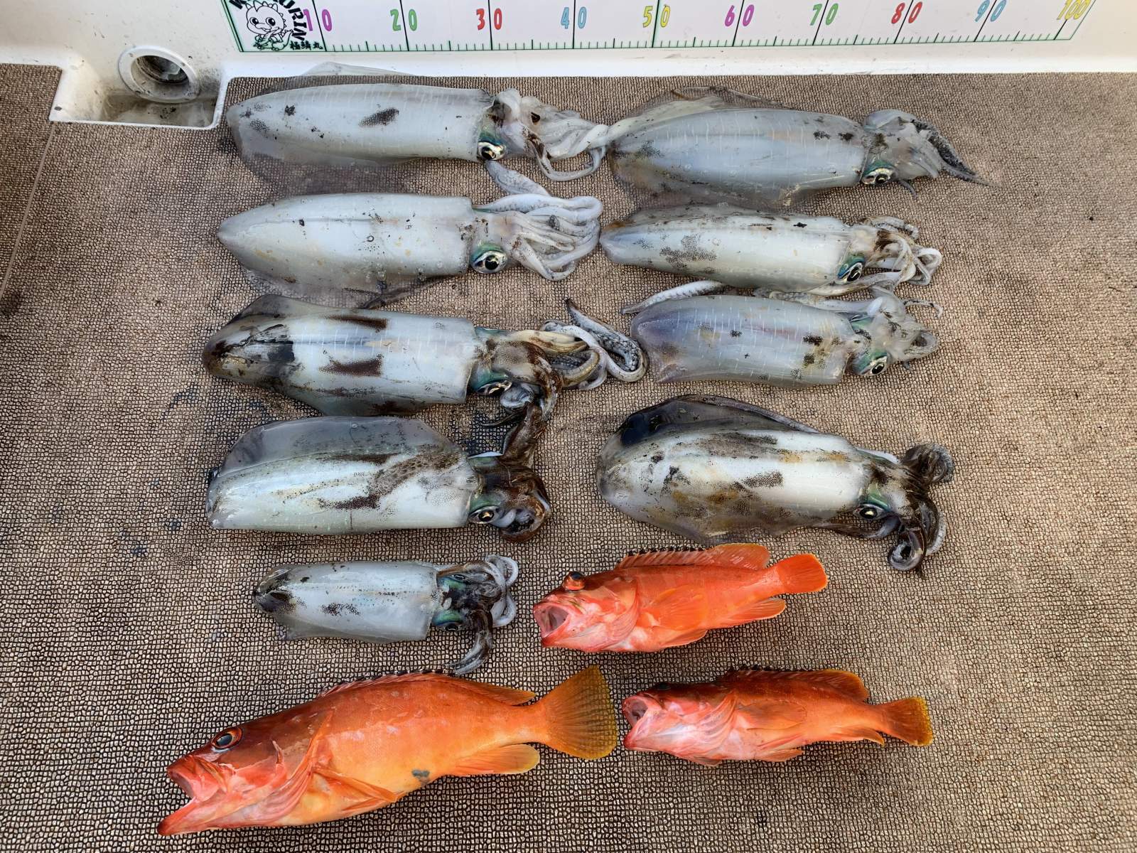 徳島遊漁船極鱗丸甲浦ティップランの2月の釣果(2026.02.19)