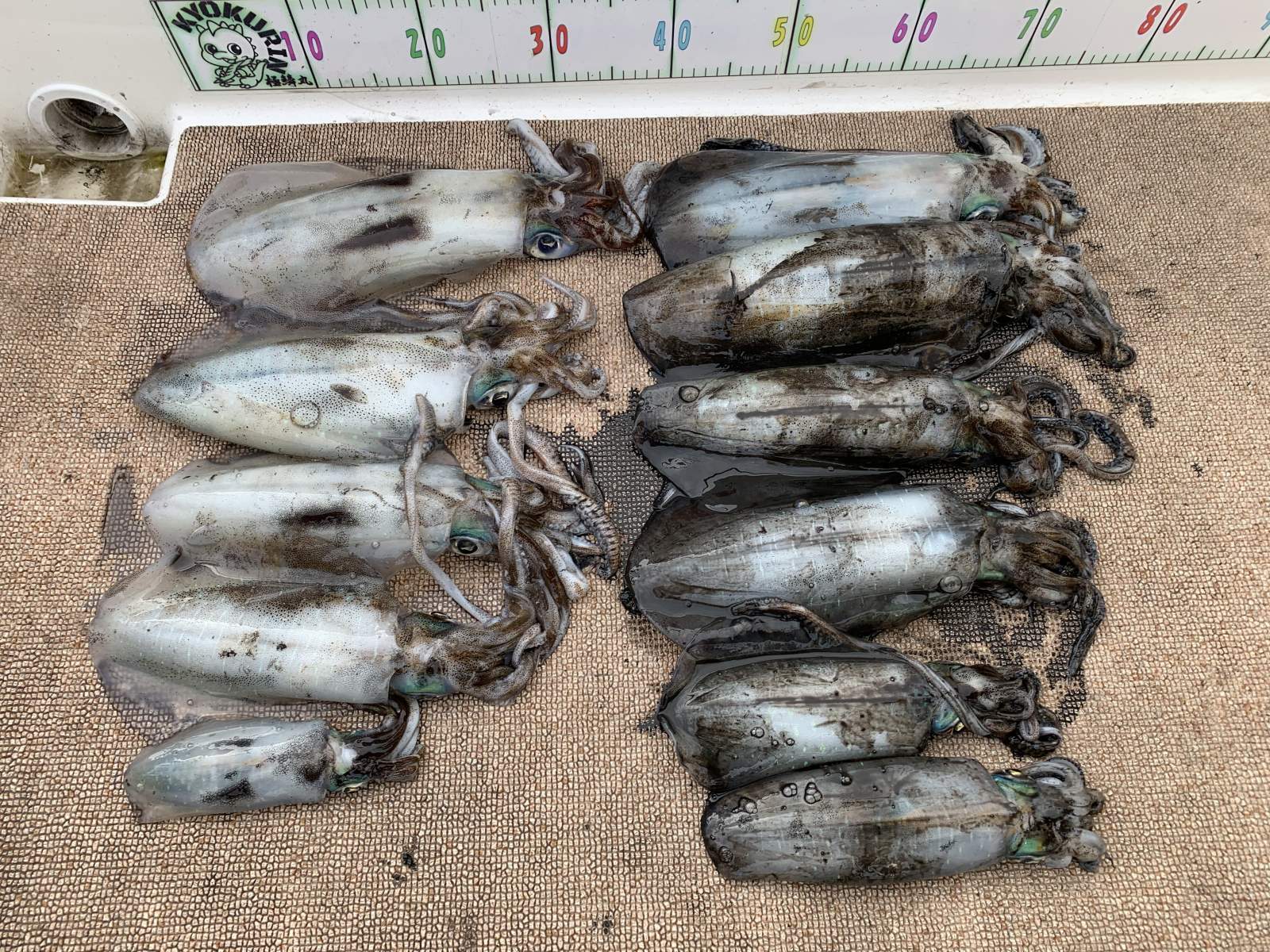 徳島遊漁船極鱗丸甲浦ティップランの3月の釣果(2026.03.07)