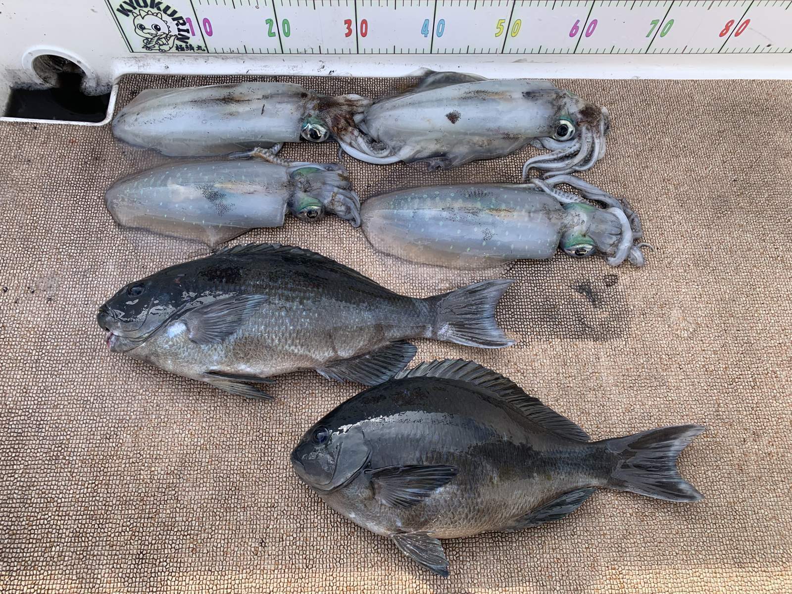 徳島遊漁船極鱗丸甲浦ティップラン＆グレラバの3月の釣果(2026.03.17)