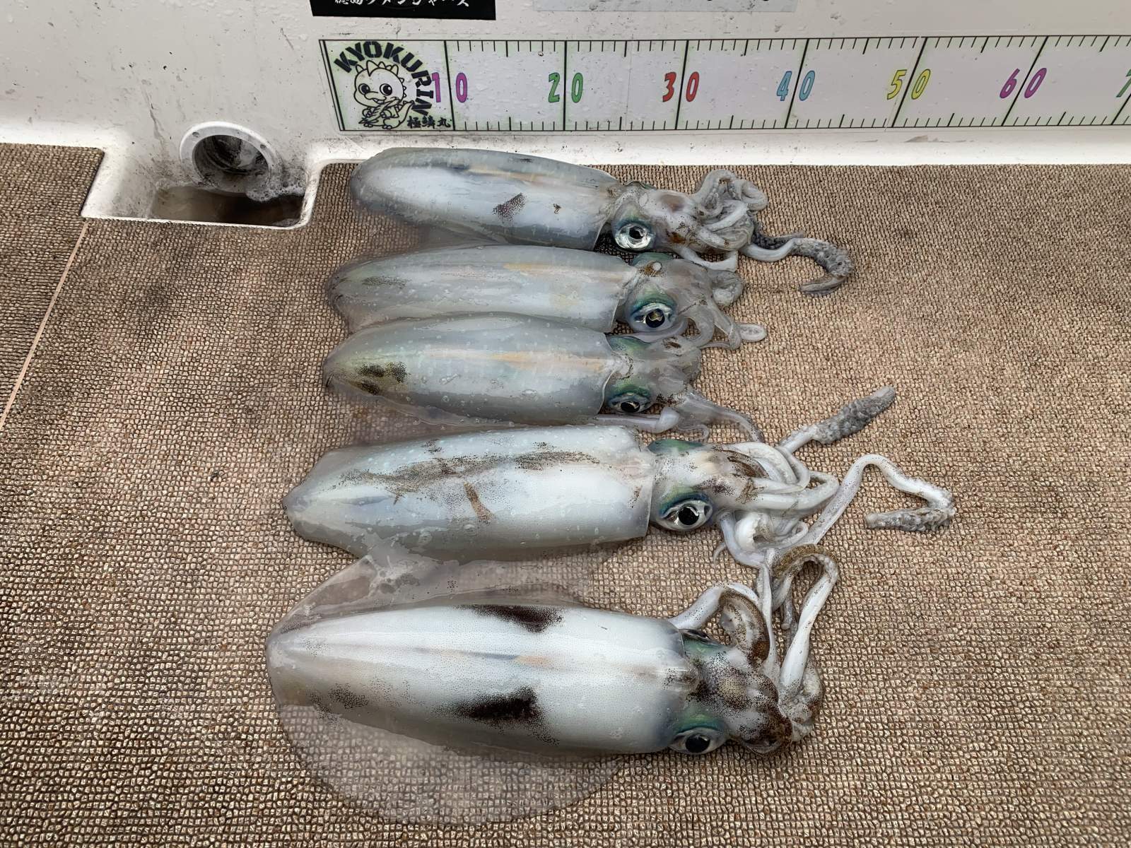 徳島遊漁船極鱗丸甲浦ティップランの3月の釣果(2026.03.22)