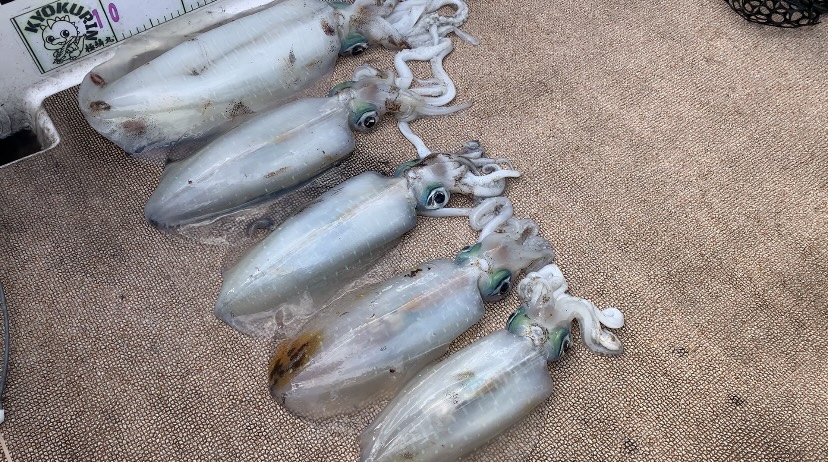 徳島遊漁船極鱗丸甲浦ティップランの3月の釣果(2026.03.23)