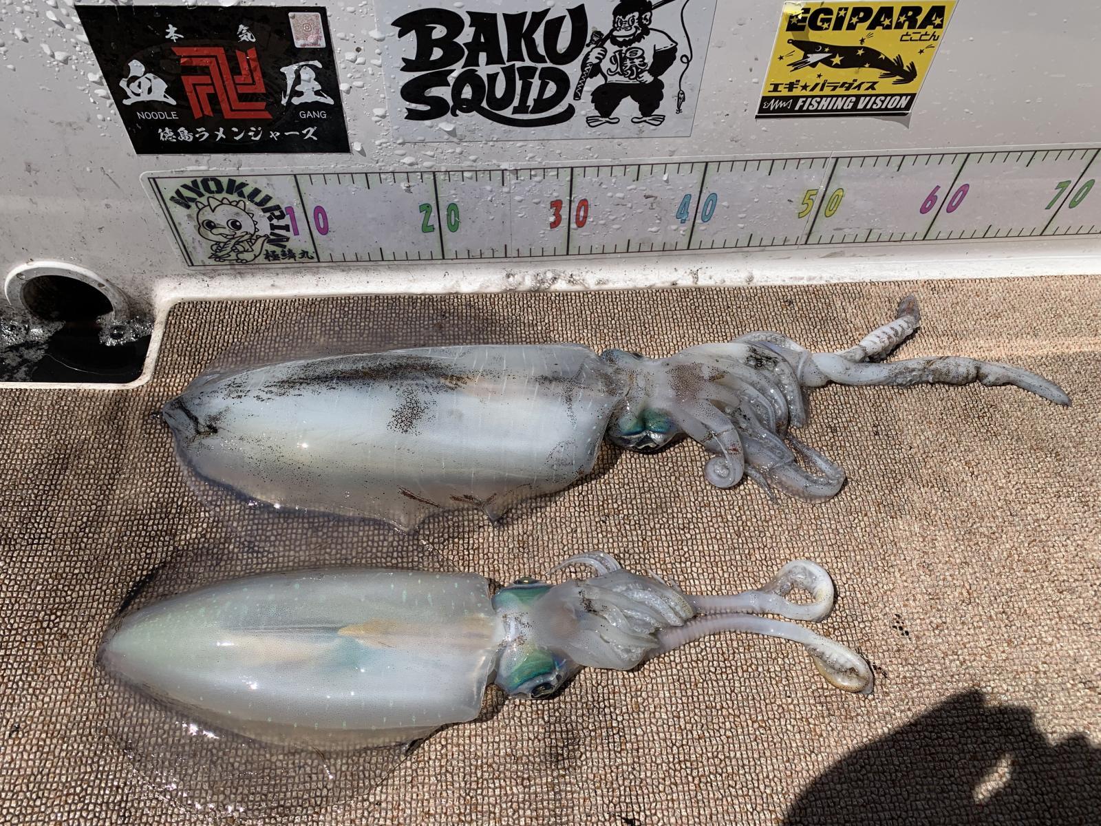 徳島遊漁船極鱗丸甲浦ティップランの3月の釣果(2026.03.24)