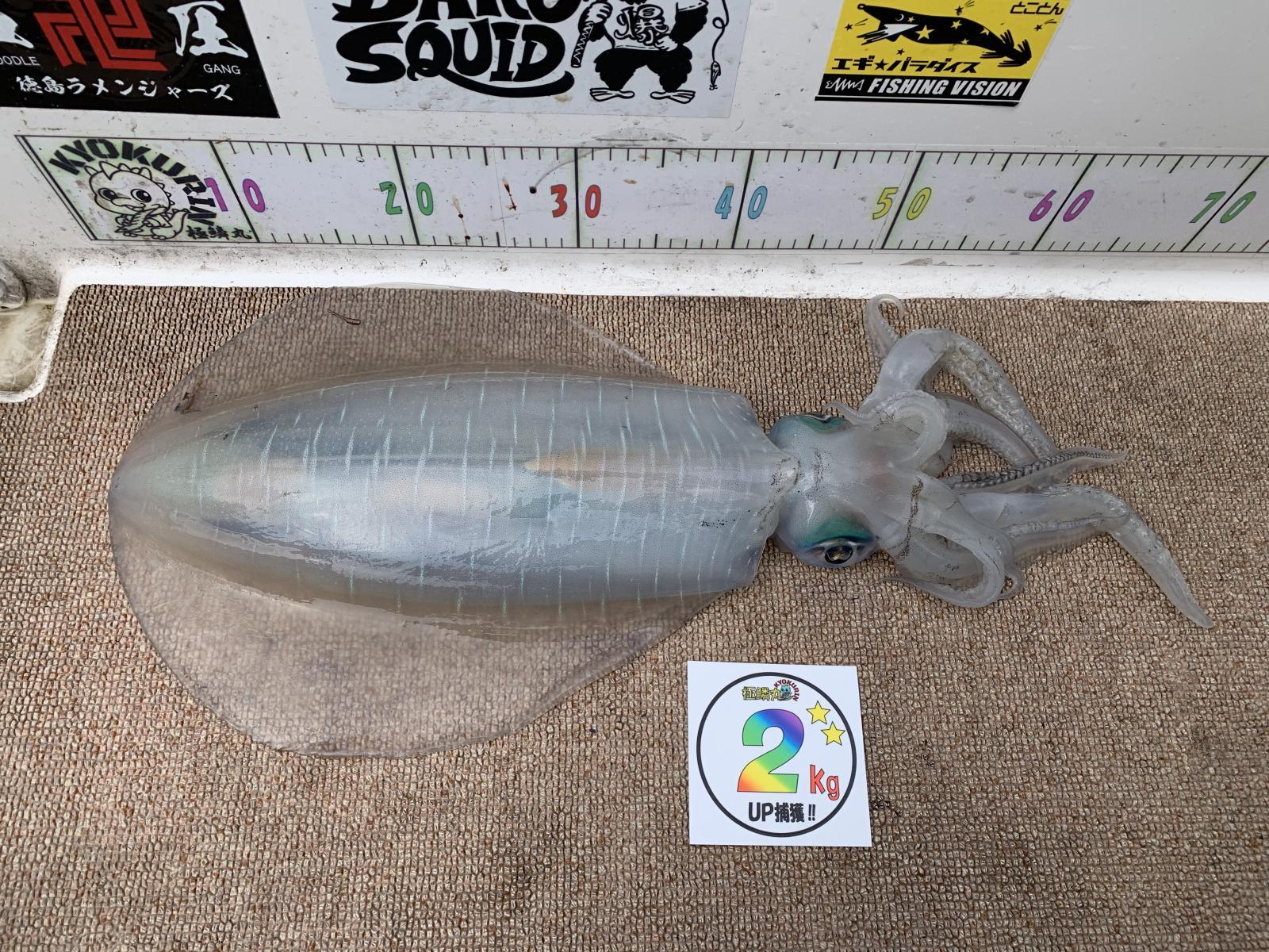 2026.03.29 アオリイカ 2020g