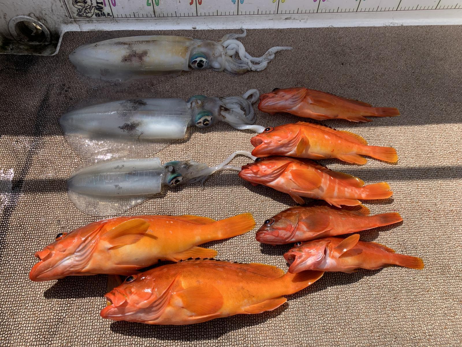 徳島遊漁船極鱗丸甲浦ティップランの4月の釣果(2026.04.28)