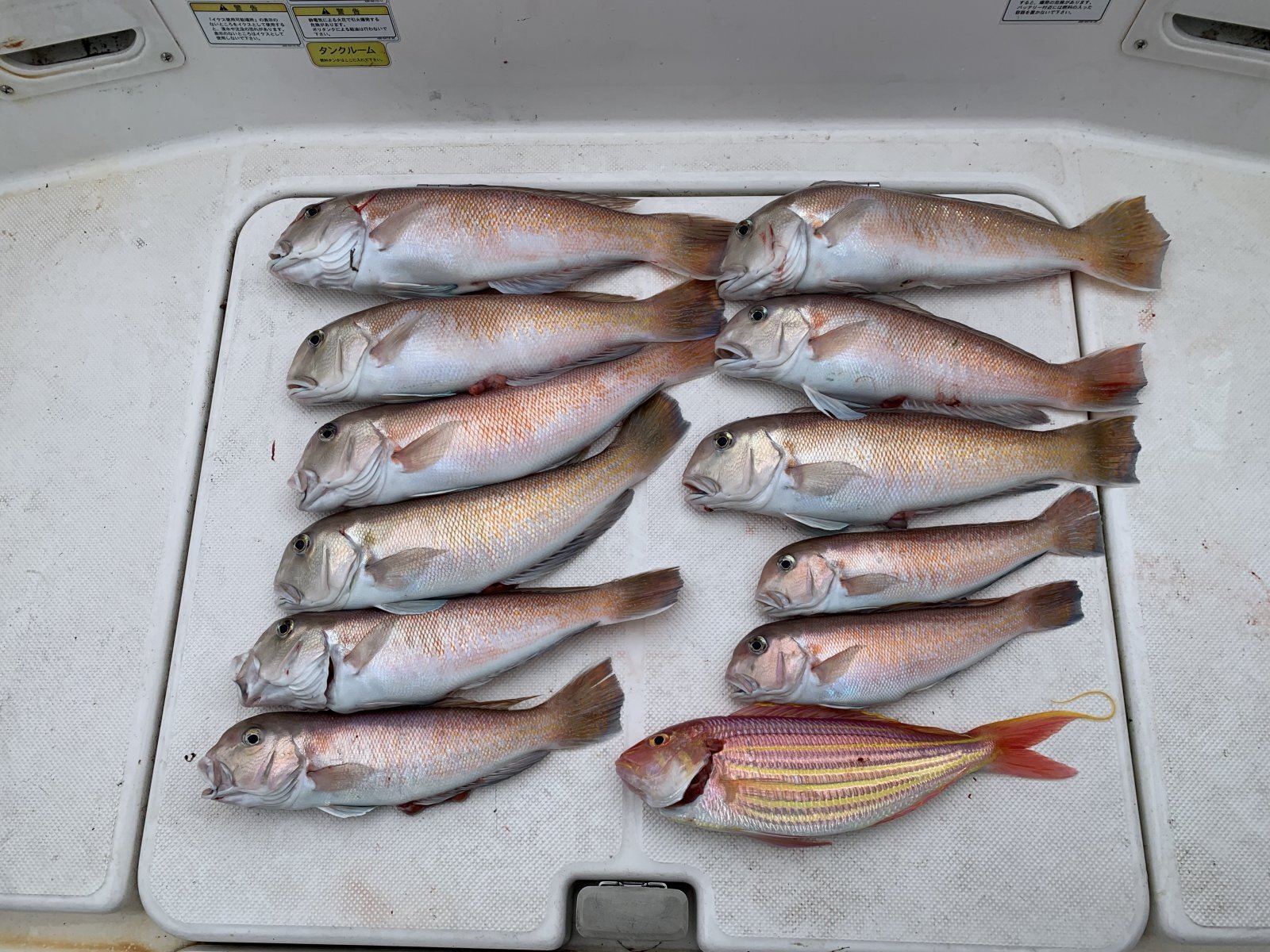徳島遊漁船極鱗丸阿南シロアマの5月の釣果(2026.05.02)
