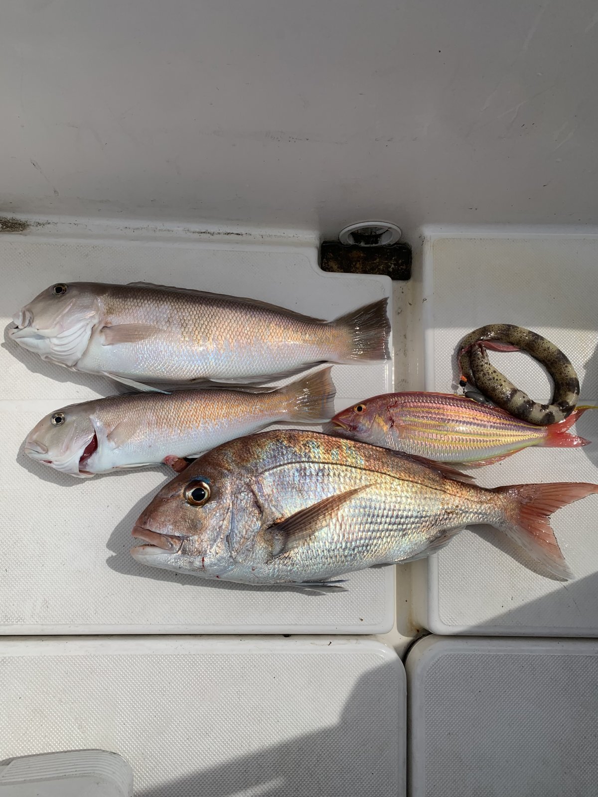 徳島遊漁船極鱗丸シロアマの5月の釣果(2026.05.31)
