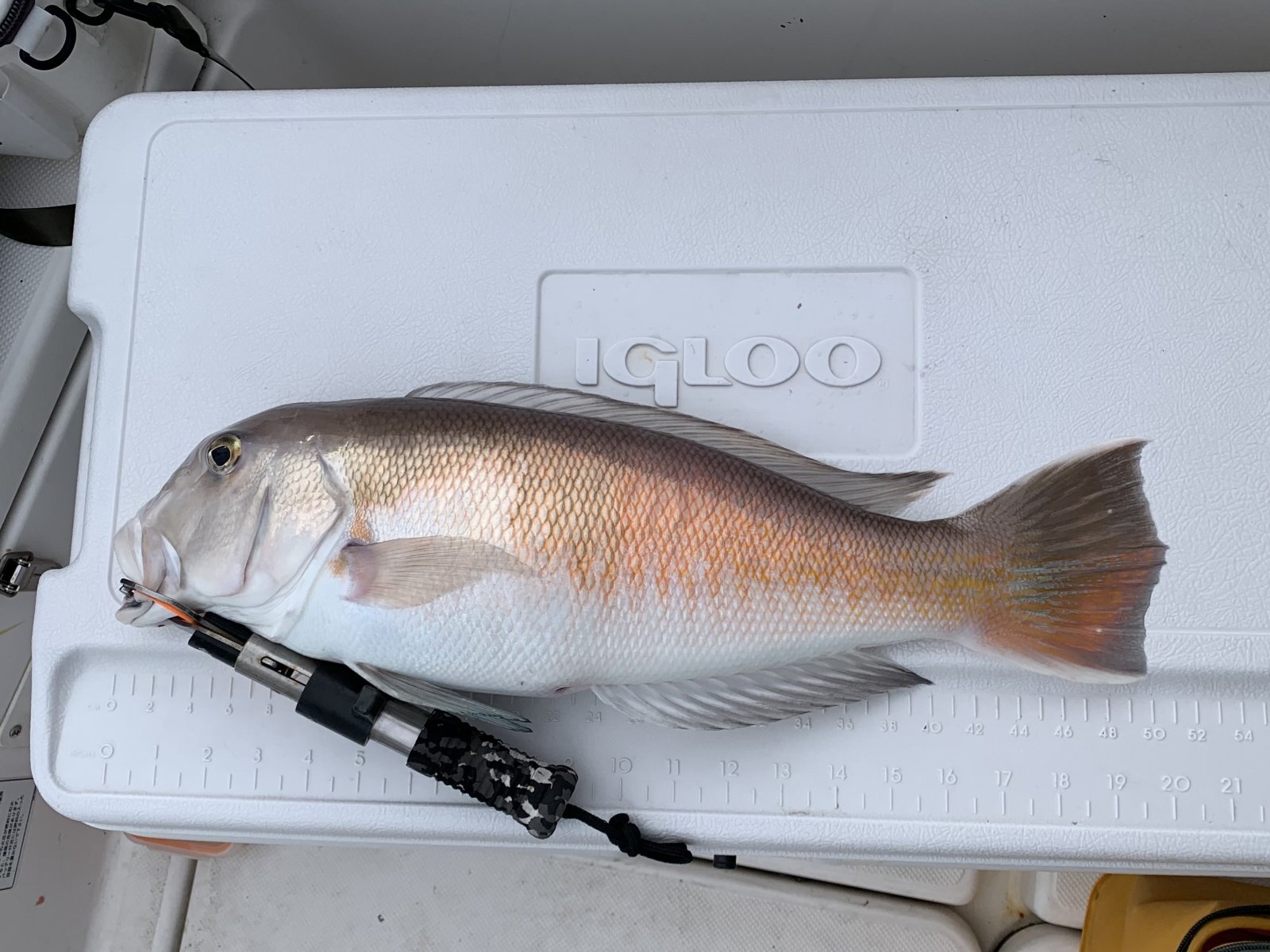 2026.06.13 シロアマダイ 50cm
