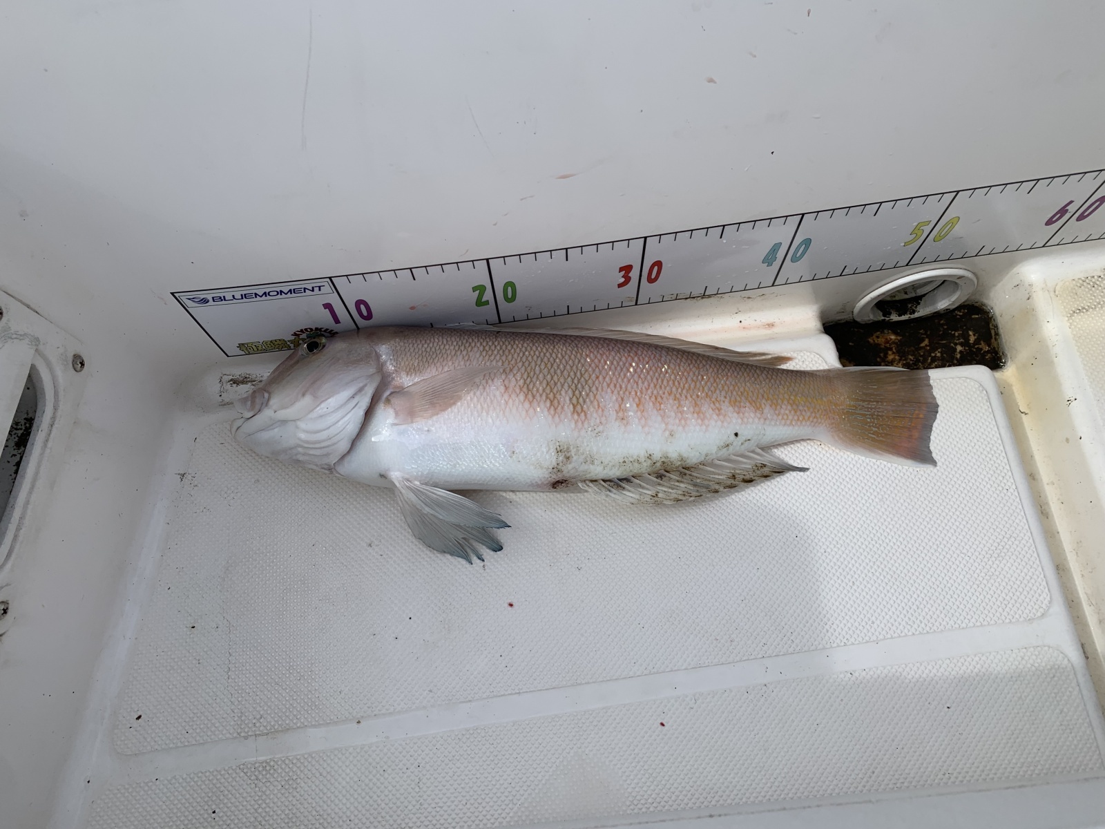 2026.06.21 シロアマダイ 51cm