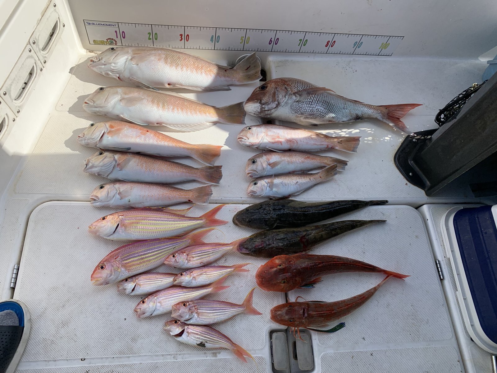 徳島遊漁船極鱗丸シロアマの6月の釣果(2026.06.21)